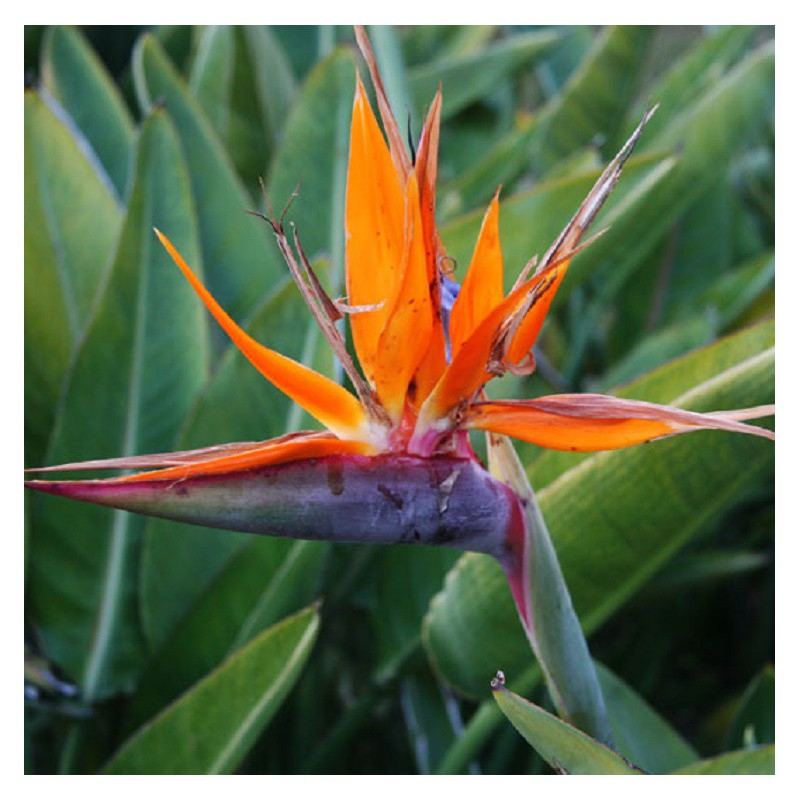 Flor ave del Paraiso (Strelitzia reginae) – Plantas Mallorca